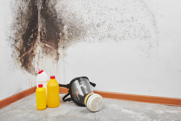 Best Mold Damage Repair  in Queen City, TX