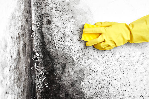 Best Mold Remediation  in Queen City, TX