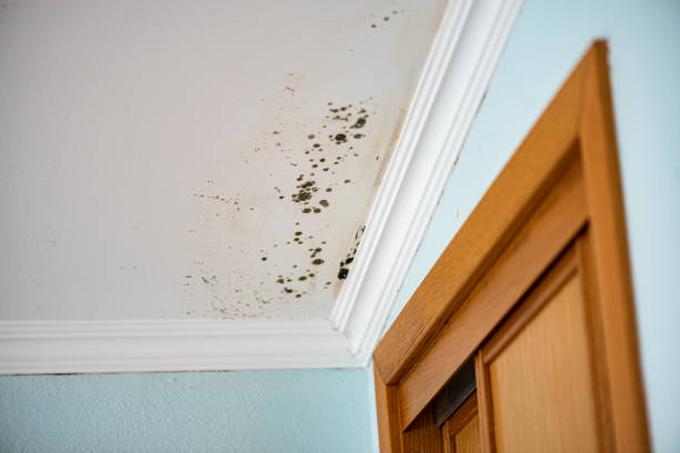 Best Toxic Mold Removal  in Queen City, TX