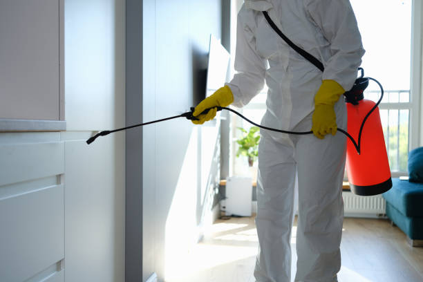 Best Home Mold Removal  in Queen City, TX