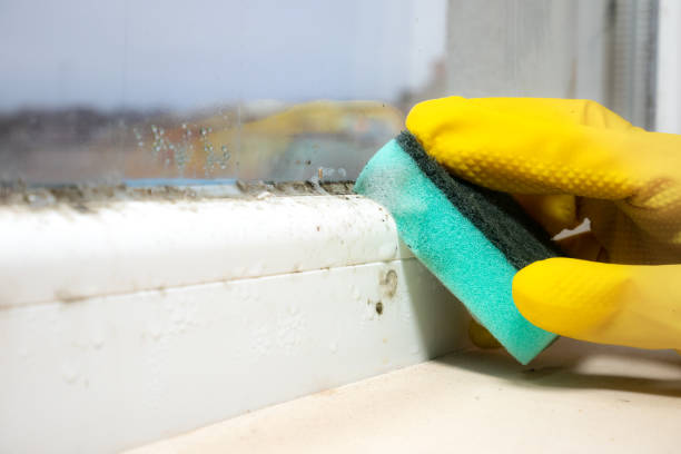 Best Affordable Mold Removal  in Queen City, TX