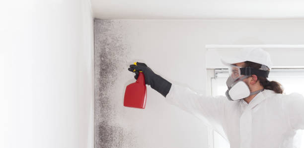 Best Black Mold Removal  in Queen City, TX