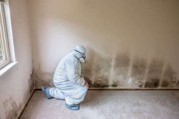Mold Testing and Removal in Queen City, TX