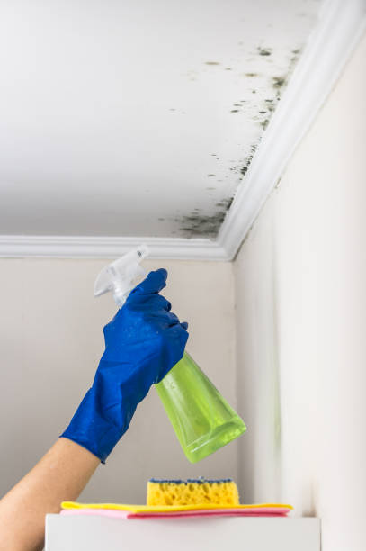 Best Mold Testing  in Queen City, TX